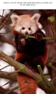 Baby red panda bear sitting on branch at Edinburgh Zoo 1997 Baby red panda bear sitting on branch at Edinburgh Zoo 1997