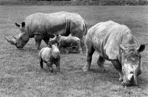 Two baby Rhino's Bill (4 weeks old) and Ben (2 weeks old), both born at Longleat Two baby Rhino's Bill (4 weeks old) and Ben (2 weeks old), both born at Longleat