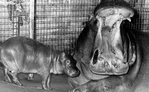 Baby Samanthat has a long way to go before she's got a mouth as big as her mun Baby Samanthat has a long way to go before she's got a mouth as big as her mun