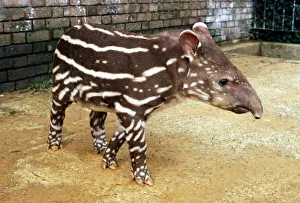 Baby Tapir at London Zoo September 1984 A©Mirrorpix Baby Tapir at London Zoo September 1984 A©Mirrorpix