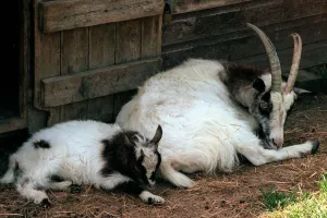 Bagot Goat and Kid Aldenham Country Park July 1996 Bagot Goat and Kid Aldenham Country Park July 1996