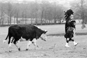 Bagpiper Craig McIntosh practises playing his bagpipes in a field Bagpiper Craig McIntosh practises playing his bagpipes in a field