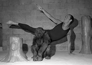 Ballet of the Apes Diana the gorilla is not moved by kepper Mike Colbourne dancing Ballet of the Apes Diana the gorilla is not moved by kepper Mike Colbourne dancing