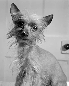 Bambi, a Chinese Crested Bitch belongs to Mr Harry Clare who bought this dog in Petticoat Bambi, a Chinese Crested Bitch belongs to Mr Harry Clare who bought this dog in Petticoat