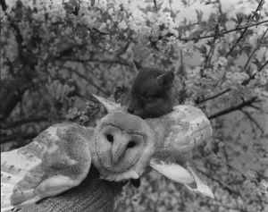 Barn Owl (Barney) and Fox cub (Cherry) who is three weeks old Cherry scrambles up onto Barn Owl (Barney) and Fox cub (Cherry) who is three weeks old Cherry scrambles up onto