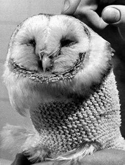 Barney the owl gets treatment at a Battersea Vets surgery after a flying accident damaged Barney the owl gets treatment at a Battersea Vets surgery after a flying accident damaged