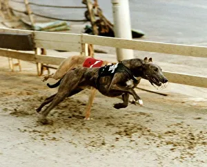 Barneys Alarm winning at Wimbledon Race Track Barneys Alarm winning at Wimbledon Race Track