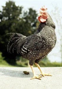 A Barred Plymouth Rock Chicken February 1989 A Barred Plymouth Rock Chicken February 1989