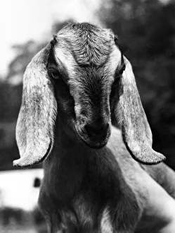 Bashful: Silly Billy the Nubian Goat. June 1976 P006486 Bashful: Silly Billy the Nubian Goat. June 1976 P006486