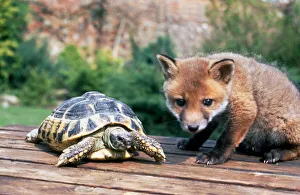 Basil the orphaned fox and Barny the tortoise becoming friends April 1992 Basil the orphaned fox and Barny the tortoise becoming friends April 1992