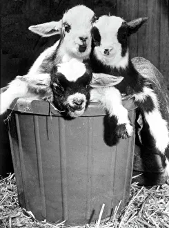 A basket full of trouble in the shape of four pygmy goats which were born at Coombe Abbey A basket full of trouble in the shape of four pygmy goats which were born at Coombe Abbey