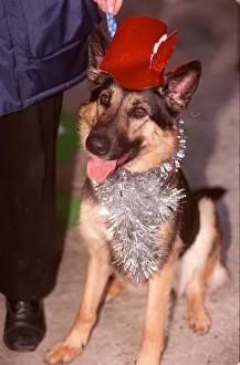 Battersea Dogs Home christmas dinner Nova the German Shepherd A©Mirrorpix Battersea Dogs Home christmas dinner Nova the German Shepherd A©Mirrorpix