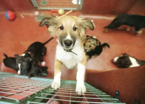Battersea Dogs Home November 1998 behind the scenes Puppy Dog in Kennel Battersea Dogs Home November 1998 behind the scenes Puppy Dog in Kennel