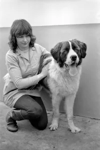 Battersea Dogs Home: St. Barnard. March 1975 75-01645 Battersea Dogs Home: St. Barnard. March 1975 75-01645