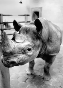 A Beastly Affair. Basha the randy rhino was feeling sore yesterday over an affair that A Beastly Affair. Basha the randy rhino was feeling sore yesterday over an affair that