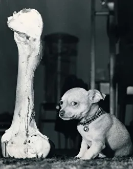 Beau the Chihuahua puppy dog gets his guards a juicy bone too big to get his chops around Beau the Chihuahua puppy dog gets his guards a juicy bone too big to get his chops around