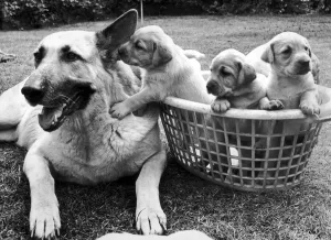 Beautiful Alsation Bumble, the subsititute mum, does everything except feed these pups Beautiful Alsation Bumble, the subsititute mum, does everything except feed these pups