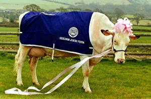 The beauty called Pamela has been crowned Queen of Cows The beauty called Pamela has been crowned Queen of Cows