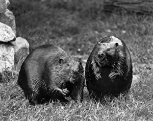 Beavers Chasher and Chawer seen here at London Zoo. May 1987 P007484 Beavers Chasher and Chawer seen here at London Zoo. May 1987 P007484
