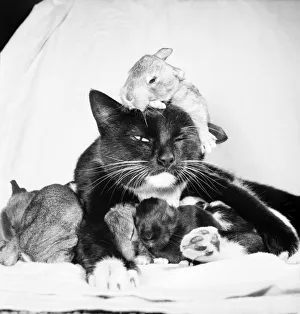 Beckie the cat who was bought from a street market for 7/6 last year has taken over a Beckie the cat who was bought from a street market for 7/6 last year has taken over a
