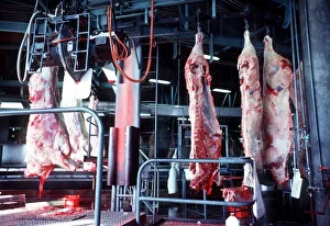 Beef Carcasses sawn in half prior to being conveyed to chiller storage Beef Carcasses sawn in half prior to being conveyed to chiller storage