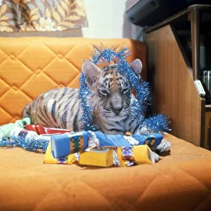 Bengal Tiger Cub aty Twycross Zoo Animal Crackers Party time Tinsel Bengal Tiger Cub aty Twycross Zoo Animal Crackers Party time Tinsel