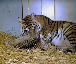 A Bengal tiger and cub lying inthe hay at Twycross Zoo December 1976 A Bengal tiger and cub lying inthe hay at Twycross Zoo December 1976