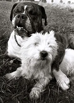 Benny the Boxer puts his paw round the neck of his sweetheart Sabina the Highland Terrier Benny the Boxer puts his paw round the neck of his sweetheart Sabina the Highland Terrier