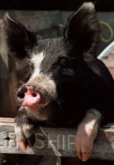 Mirror/0100to0199 00167/berkshire pig rare breeds aldenham country park Mirror/0100to0199 00167/berkshire pig rare breeds aldenham country park
