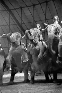 Bertram Mills Circus at Luton. April 1950 O23401-009 Bertram Mills Circus at Luton. April 1950 O23401-009