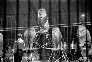 Bertram Mills Circus at Luton. April 1950 O23401-015 Bertram Mills Circus at Luton. April 1950 O23401-015