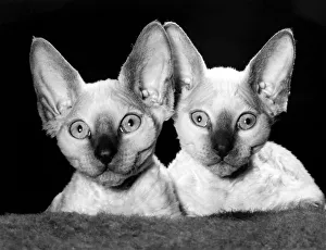 Big brother is listening, and so is his little sister. With ears like that Big brother is listening, and so is his little sister. With ears like that