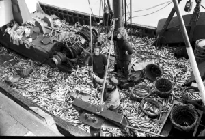 Biggest catch of pilchards ever landed at Brixham in February 1972 Biggest catch of pilchards ever landed at Brixham in February 1972