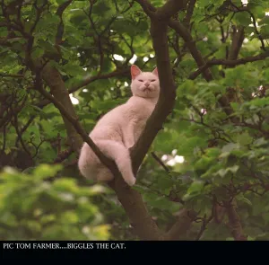 BIGGLES THE CAT STUCK UP TREE AUGUST 1997 BARNTON EDINBURGH BIGGLES THE CAT STUCK UP TREE AUGUST 1997 BARNTON EDINBURGH