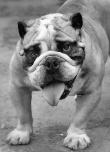 Billie the British Bull Dog seen here having trouble coping with the hot weather Billie the British Bull Dog seen here having trouble coping with the hot weather