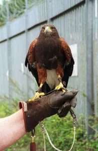 Birds Birds of Prey Harris Hawk September 1998 used to scare the pigeons at Mirror colour Birds Birds of Prey Harris Hawk September 1998 used to scare the pigeons at Mirror colour