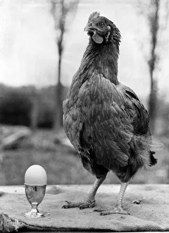 Birds Chicken May 1976 Peggotty with her egg Birds Chicken May 1976 Peggotty with her egg
