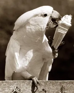 Birds - Cockatoo - July 1981 enjoying a icecream cone in the hot weather Birds - Cockatoo - July 1981 enjoying a icecream cone in the hot weather