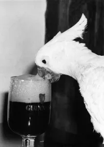 Birds - Cockatoos: Big Head... Cocky can see the beer in there somewhere Birds - Cockatoos: Big Head... Cocky can see the beer in there somewhere