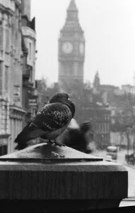 Birds Pigeon in Trafalgar Square, London 1978 Birds Pigeon in Trafalgar Square, London 1978