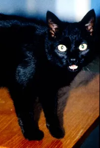 A Black cat standing on a table. November 1994 A Black cat standing on a table. November 1994
