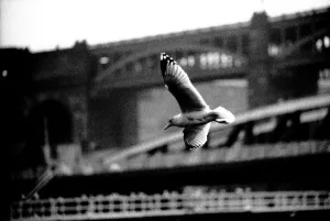 A Black-legged Kittiwake flies next to Newcastle's Swing Bridge A Black-legged Kittiwake flies next to Newcastle's Swing Bridge