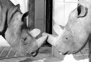 Black Rhinos Rupert and Thelma at Bristol Zoo. January 1975 75-00379-012 Black Rhinos Rupert and Thelma at Bristol Zoo. January 1975 75-00379-012