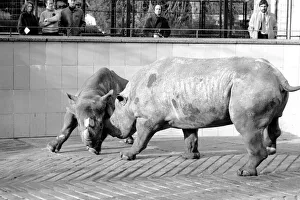 Black Rhinos Rupert and Thelma at Bristol Zoo. January 1975 75-00379-005 Black Rhinos Rupert and Thelma at Bristol Zoo. January 1975 75-00379-005