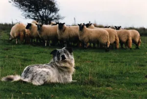 Blind Chaz waits for the whistle as he rounds up Sheep for Tim. November 1995 P006064 Blind Chaz waits for the whistle as he rounds up Sheep for Tim. November 1995 P006064