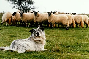 Blind sheepdog Chaz sitting down as he prepares to round up the sheep November 1995 Blind sheepdog Chaz sitting down as he prepares to round up the sheep November 1995