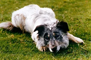 Blind sheepdog Chaz sitting down as he prepares to round up the sheep November 1995 Blind sheepdog Chaz sitting down as he prepares to round up the sheep November 1995