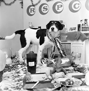 Blog, the mongrel, complete with Christmas-hat, is last to arrive at the party held at an Blog, the mongrel, complete with Christmas-hat, is last to arrive at the party held at an