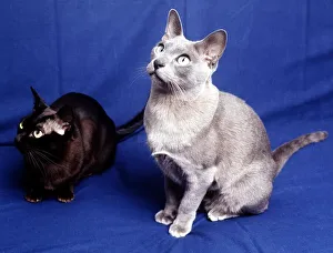 A Blue Burmese cat February 1989 animal animals cat cats feline domestic pet A Blue Burmese cat February 1989 animal animals cat cats feline domestic pet