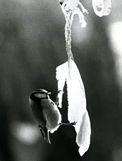 Blue tit nibbling frozen bacon Bird in the ice January 1978 A©Mirrorpix Blue tit nibbling frozen bacon Bird in the ice January 1978 A©Mirrorpix